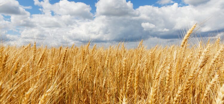 «La Pastoral Rural siembra los campos de esperanza»