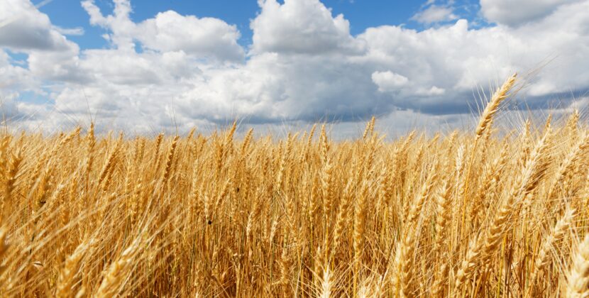 «La Pastoral Rural siembra los campos de esperanza»