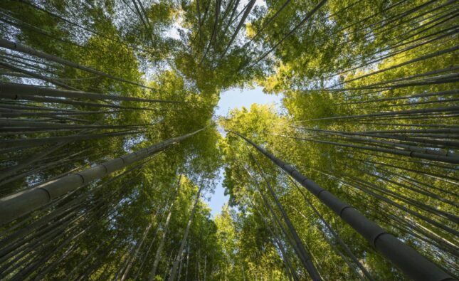 Burgos celebra la Semana ‘Laudato Si′’ en el décimo aniversario de la encíclica