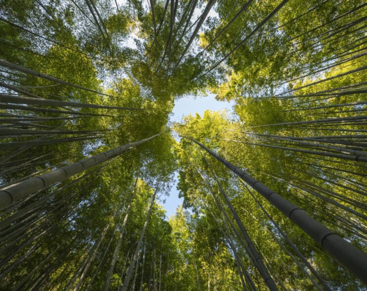 Burgos celebra la Semana ‘Laudato Si′’ en el décimo aniversario de la encíclica