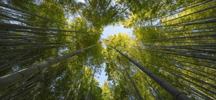 Burgos celebra la Semana ‘Laudato Si′’ en el décimo aniversario de la encíclica