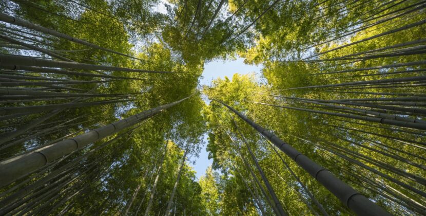 Burgos celebra la Semana ‘Laudato Si′’ en el décimo aniversario de la encíclica